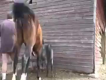 Active horse fuck girl and cumshot explode in her pussy